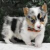 Male Pembroke Corgi