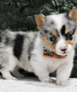 Male Pembroke Corgi