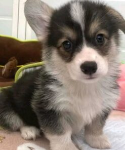 Oliver